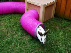 Willow exploring 