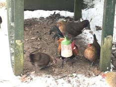 Some chickens eating from a hanging peck toy