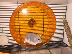 A small grey and white dwarf hamster on an orange wheel inside a Qute cage