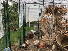Chickens inside an enclosure, separated by a partition