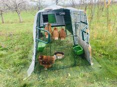 Super henhouse with home-made perch 