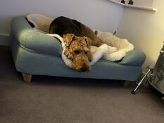 Loves her bed 