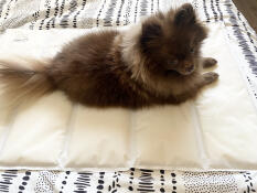 The best cooling mat 