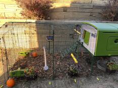 The girls falling for fall in their new Eglu Cube . 