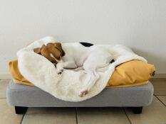 A small dog peacefully sleeping on his sheepskin and beanbag toppers, on a grey bed