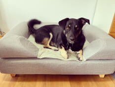 Topology bolster bed with harry enjoying!