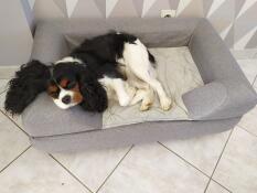 A white and black medium sized dog sleeping with his head resting on the bolster of his bed