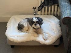 Masie in daisy’s new bed 