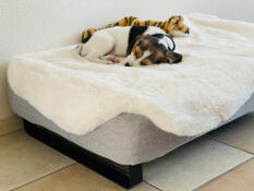 Dog sleeping on Omlet Topology dog bed with sheepskin topper and black rail feet