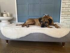 A dog resting on his grey bed with white sheepskin topper