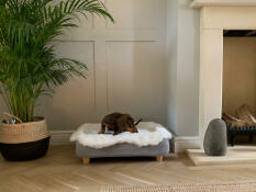 Winston love the Topology bed!