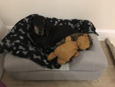 Chester loving his new bed with his favourite buddy, hedgy