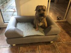A little dog in sitting in his grey Topology dog bed