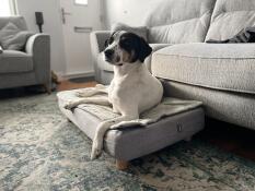 A dog on his dog bed with quilted topper and round wooden feet