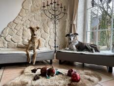Our dogs linus and marley were immediately thrilled with the beds. they are of high quality workmanship and offer our big dogs enough space to rest after their walks. very decorative Luxusbeds!