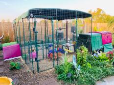 Omlet walk in chicken run with purple Eglu Cube large chicken coop and run connected with green and purple Eglu Go up raised chicken coops connected