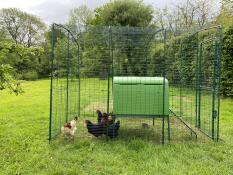 Keeping welsh hens safe and secure