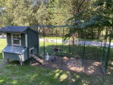 Blue painted chicken coop connected to a walk in run with chickens inside