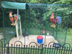 Omlet walk in chicken run
