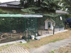 Our dwarf silkie chickens feel at home