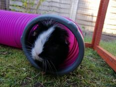 Oreo enjoying her hideaway tunnel