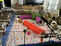 Our guinea girls new favourite toy