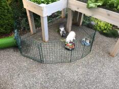 Rabbits in Omlet Zippi rabbit playpen