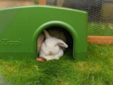 Milka snoozing in her Zippi shelter