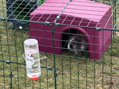 The pink house