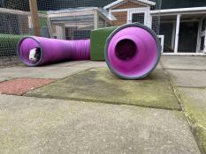 From the play tunnel (and one still hidden in the house)