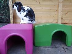 Rabbit sitting on Omlet Zippi shelter
