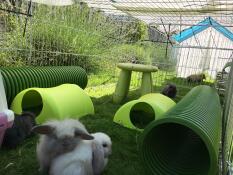 Bunny parkour. 