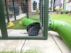 Two rabbits observing the entrance of a green tunnel from their run