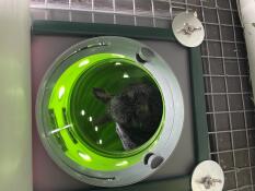 A rabbit in his tunnel