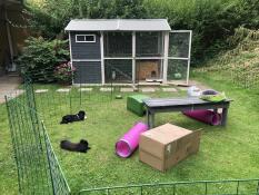 Setting up the Omlet tunnel and Zippi rabbit run.