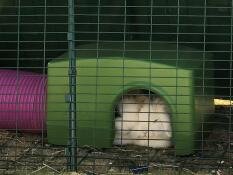 Rabbits sleeping inside of green Zippi shelter