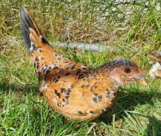 Chicken in grass