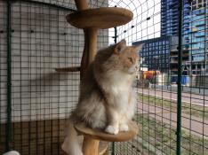 This is harry on the balcony on the street side b.g where many people walk by including foreigners who all take pictures and want to know everything about the great cage