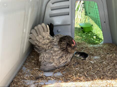 My first belgian d'uccle chick in my Eglu Go (paired with a 1 m guinea pig run)