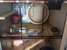 A small brown hamster in a Qute cage with wooden accessories inside