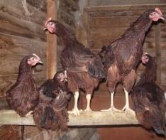 Five chickens roosting in their coop