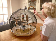 The wonderful Geo budgie cage