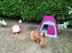 Two chickens observing the inside of their pink coop