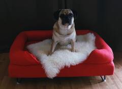A pug on his red bolster bed with sheepskin topper