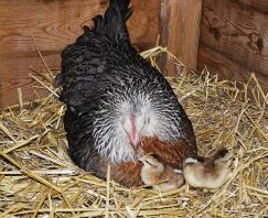 Dorking hen and day old chicks