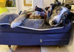 A dog resting in a blue bed
