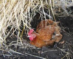 Chicken sitting in dirt