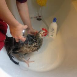 Thank you Omlet for your advice, shower hen.