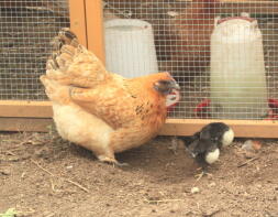 Bantam hen with three Australorps chicks