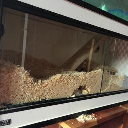 My gerbils digging/bedroom.